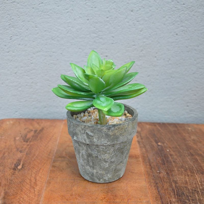 SUCULENTA-COM-VASO-14CM