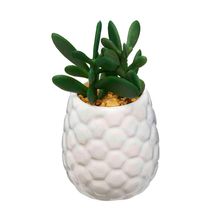 Mini Vaso De Pocelana Branco Suculenta Hives Jade